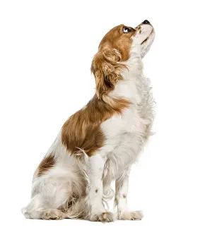 Cavalier King Charles Spaniel Images Drucke: Cavalier King Charles Spaniel looking up