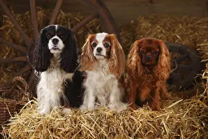 Ruby Cavalier King Charles Spaniel Drucke: Cavalier King Charles Spaniel, ruby