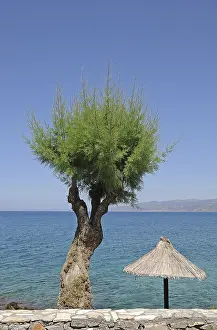Deserted Greek Island Drucke: Cedar tree and a parasol, Crete
