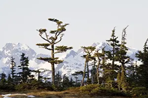 Drucke von Zedernbäume im Abendlicht, Berge dahinter, Pazifikküste, Chugach National Forest, Prince William Sound, Alaska, USA Alaska Drucke: Zedernbäume im Abendlicht, Hintergrund Berge.