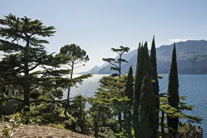 Veneto Region Italy Drucke: Cedars and cypresses, Malcesine