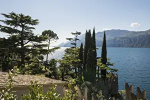 Veneto Region Italy Drucke: Cedars and cypresses, Malcesine