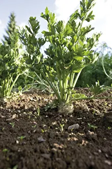 Umbellifer Plant Pictures Drucke: Celery (Apium) in a bed