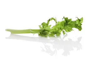Agricultural Crop Image Drucke: Celery, halm and leaves with reflection on white background