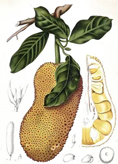 Historic Artwork Reproduction Drucke: Cempedac tree, Artocarpus integer