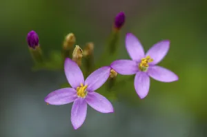 Centaurium Erythraea Drucke: Centaurium erythraea, common centaury