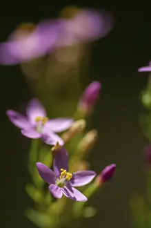 European Centaury Drucke: Centaurium erythraea, common centaury herb