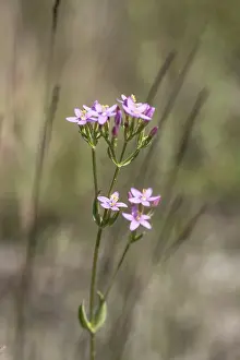 Northern Germany Views Drucke: Centaury (Centaureum erythraea)