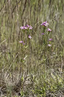 Uninhabited Landscapes Germany Drucke: Centaury (Centaureum erythraea)