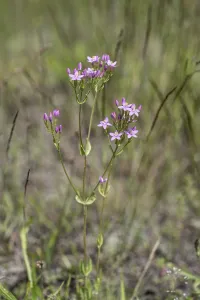 Northern Germany Views Drucke: Centaury (Centaureum erythraea)