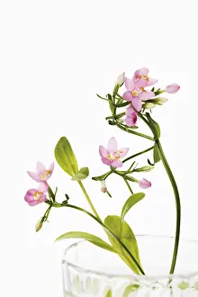 Studio Botany Shots Drucke: Centaury (Centaurium)