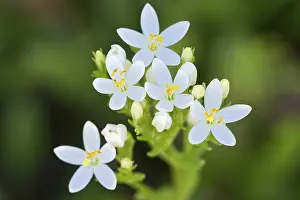 Close Up Nature Photography Drucke: Centaury (Centaurium erythraea)