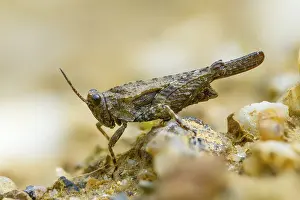 Bilder Datiert 28. Mai 2024: Ceperos groundhopper print