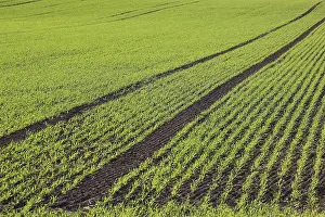 Green Agricultural Land Drucke: Cereal field in spring