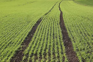 Grainfield Cultivation Drucke: Cereal field in spring
