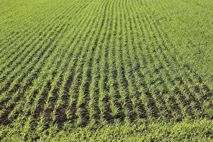 Agricultural Crop Growth Drucke: Cereal field in spring