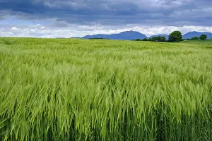 Alpine Foothills Landscape Drucke: Cereal fields in front of the Benediktenwand