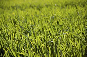 Cereal Cultivation Drucke: Cereal grain field in spring