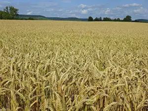 Uninhabited Farmland Drucke: Cereals
