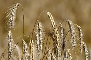 Cultivated Landscape Photography Drucke: Cereals in August