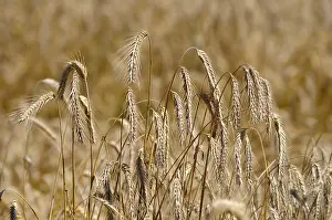 Hoarfrost Landscape Drucke: Cereals in August