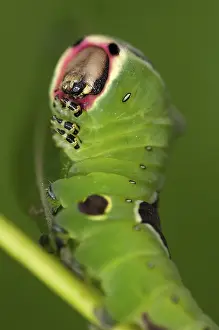 Lepidopteran Fauna Images Drucke: Cerura vinula, fork tail, large fork tail
