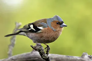 True Finch Species Drucke: Chaffinch in the apple tree