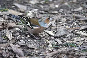 Central Europe Bird Life Drucke: Chaffinch, winter, Germany