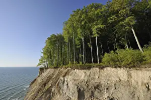 Chalk Cliffs Germany Drucke: Chalk cliffs and Beech (Fagus sylvatica) forest