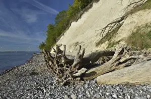 Steep Rocky Coastlines Europe Drucke: The chalk cliffs of Rugen