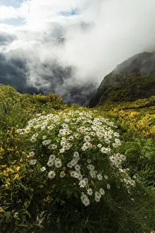 Madeira Portugal Landscape Drucke: Chamomile Flowers on Mountain Slope and Clouds