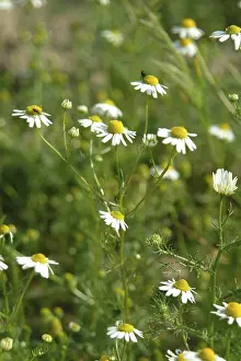 Medicinal Herb Garden Drucke: Chamomile, matricaria chamomilla
