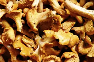Chanterelle Mushroom Drucke: Chanterelle