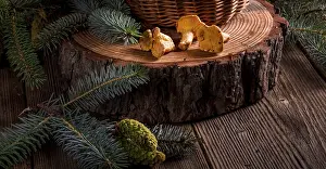 Chanterelle Mushroom Drucke: Chanterelle