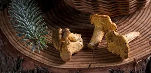 Chanterelle Mushroom Drucke: Chanterelle