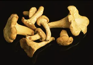 Golden Chanterelle Mushroom Drucke: Chanterelle, Eierschwamm oder Rehling