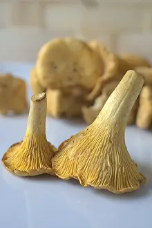 Edible Mushrooms Drucke: Chanterelles
