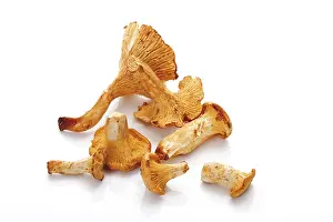 Edible Mushrooms Drucke: Chanterelles