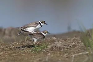 Shorebird Habitat Images Drucke: Charadrius dubius, common plover