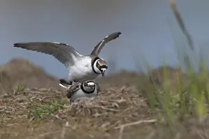Little Ringed Plover Drucke: Charadrius dubius, common plover