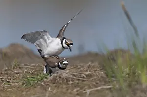 Little Ringed Plover Drucke: Charadrius dubius, common plover