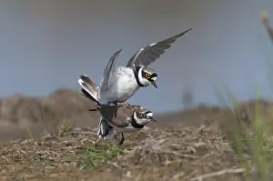 Little Ringed Plover Drucke: Charadrius dubius, common plover