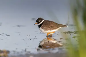 Drucke von Charadrius hiaticula, Ringelstrandläufer, Strandläufer, Vögel, Charadriiformes, Limikolen, Spiegelbild, Plower , Strandläufer , Reflexion , Vögel , Wassertreter , Wassertreter Sandregenpfeifer Drucke: Charadrius hiaticula, Ringelralle
