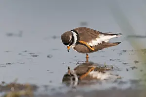 Drucke von Charadrius hiaticula, Ringelstrandläufer, Strandläufer, Vögel, Charadriiformes, Gefieder, Limikolen, Spiegelbild , Plower , Putzerei , Strandläufer Reflexion Vögel Wasservögel Wasservögel Sandregenpfeifer Drucke: Charadrius hiaticula, Ringelstrandläufer.
