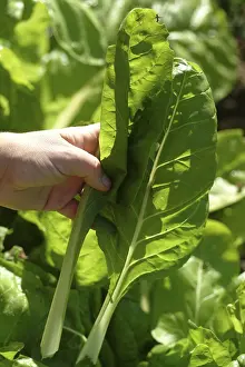 Vegetable Nutrition Drucke: Chard