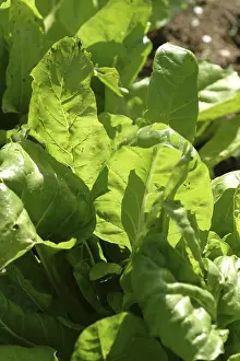 Leafy Vegetable Meal Drucke: Chard