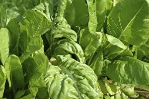 Leafy Vegetables Nutrition Drucke: Chard