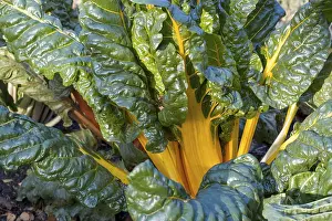 Leafy Greens Nutrition Drucke: Chard, yellow-stemmed, vegetable patch