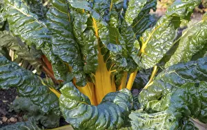 Red Coloured Leaf Vegetables Drucke: Chard, yellow-stemmed, vegetable patch