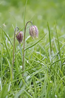 Spring In Germany Drucke: Charming chequerboard flower, spring, Germany